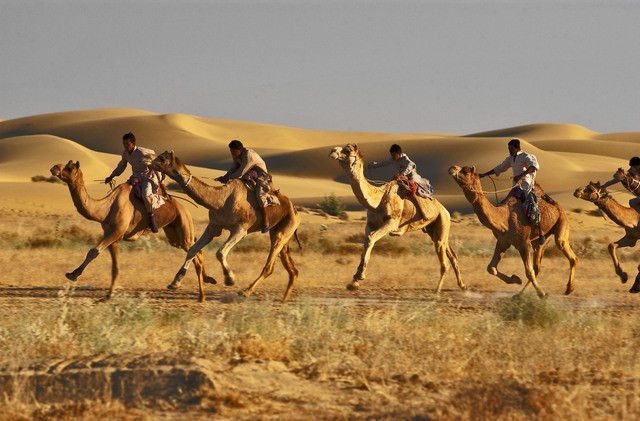 CAMEL MARATHON